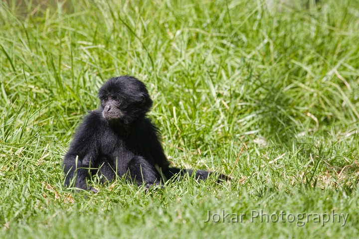 20060409_Western Plains Zoo_090.jpg - Baby ape, Western Plains Zoo, Dubbo NSW